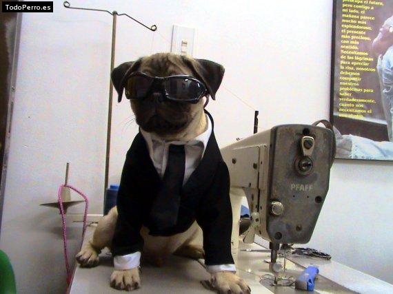 La foto del perro
