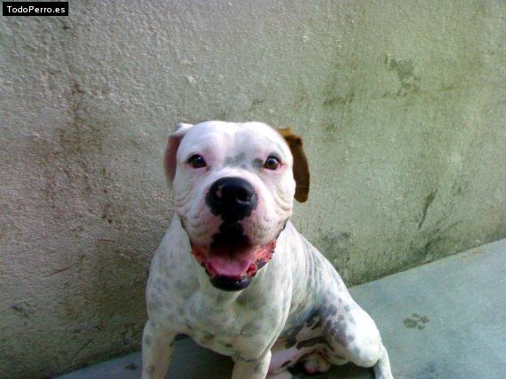 Foto del perro Change