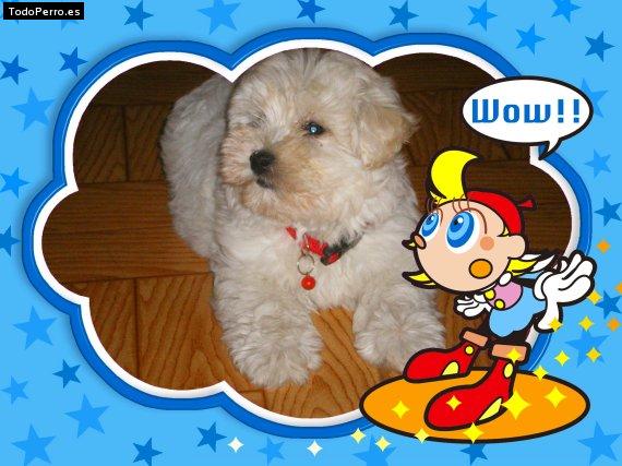 Foto del perro Chispa