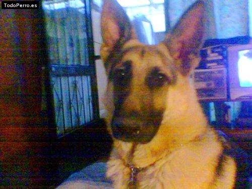 Foto del perro Rocco
