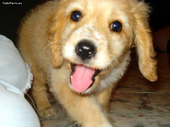 Foto del perro Sushi