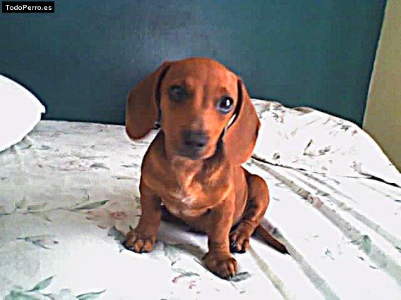 Foto del perro Bobby