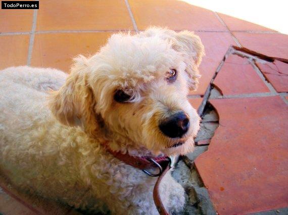 Foto del perro Rabito