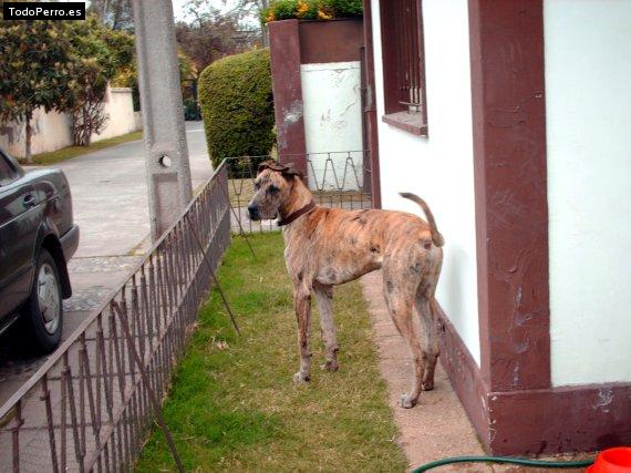 Foto del perro Baltazar