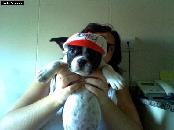 La foto del perro