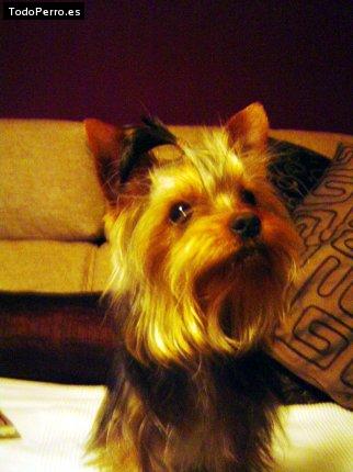 Foto del perro Coco