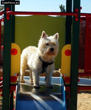 Foto del perro Samson