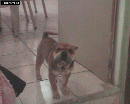 Foto del perro Sharpi