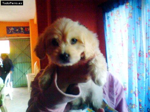 Foto del perro Snoopy