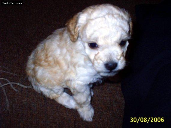 Foto del perro Boomer
