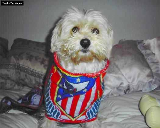 Foto del perro Molly