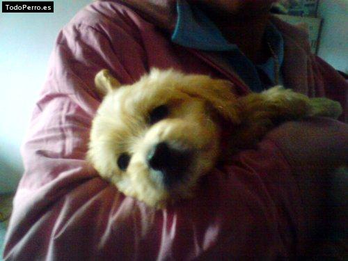 Foto del perro Snoopy