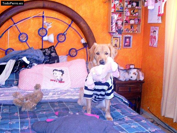 La foto del perro