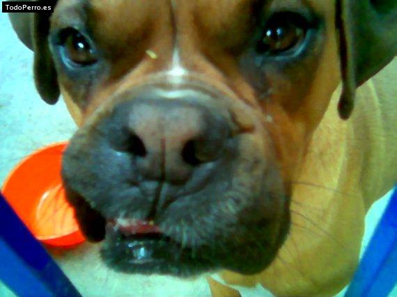 Foto del perro Charli