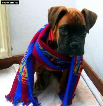 Foto del perro Brus