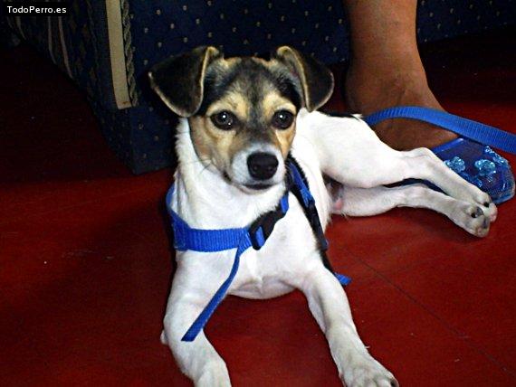 Foto del perro Spooky