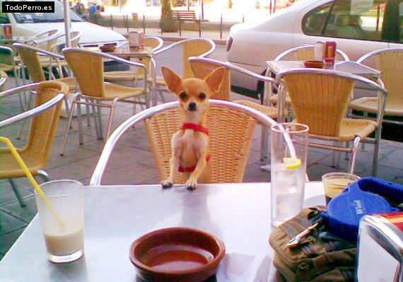 Foto del perro Salsa