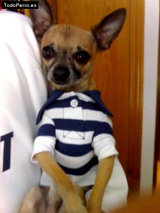 Foto del perro Scooby
