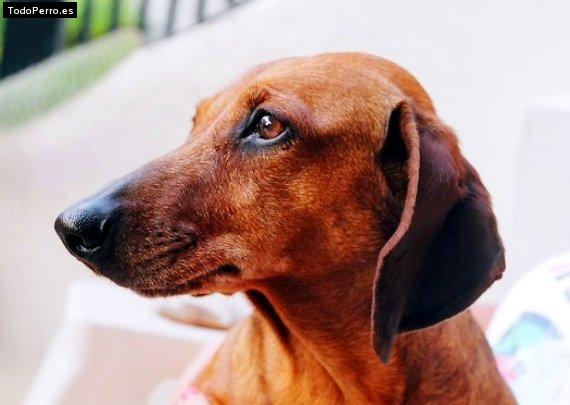 Foto del perro Camila