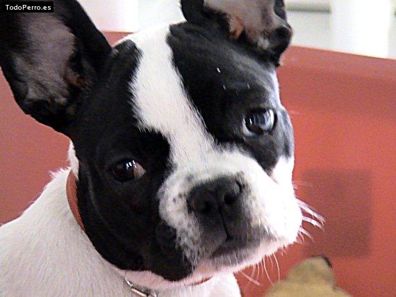 La foto del perro Maya Foto del perro Maya