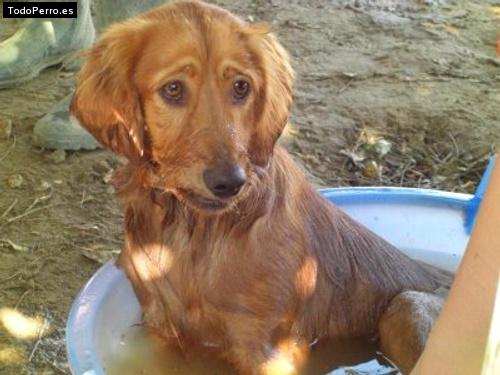 Foto del perro Coque