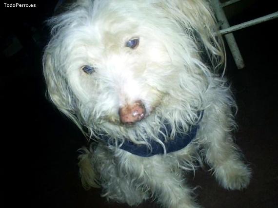 Foto del perro Camilo