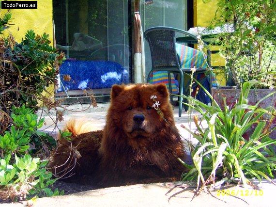 La foto del perro Gaston Foto del perro Gaston