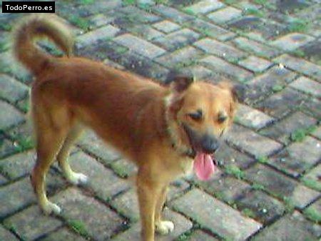 Foto del perro Ruperth