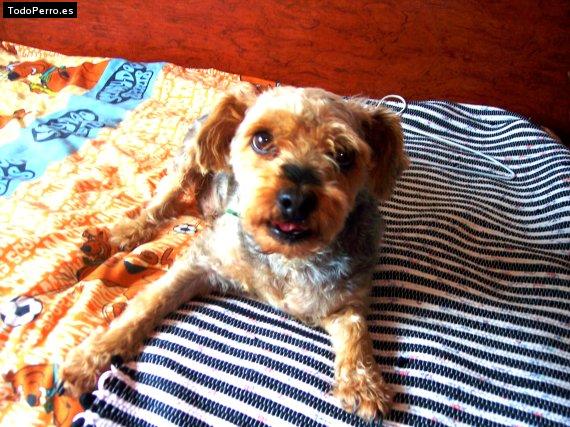 Foto del perro Rasky