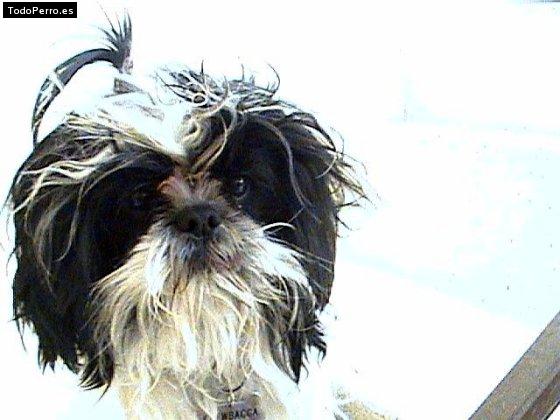 Foto del perro Chewbacca