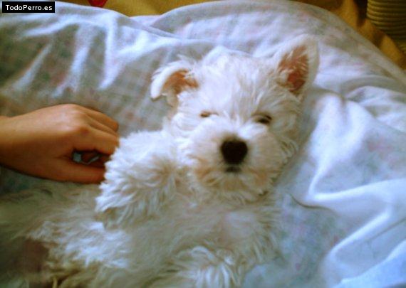 Foto del perro Rusky