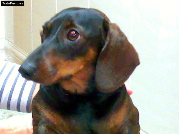 Foto del perro Susi