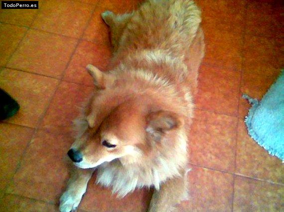 La foto del perro Peluza Foto del perro Peluza