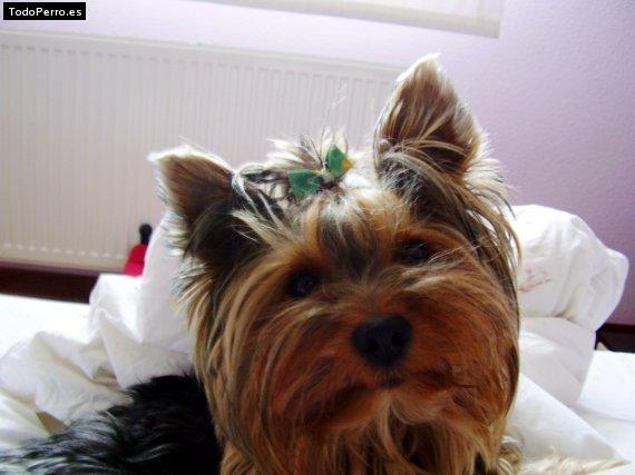 Foto del perro Rocky