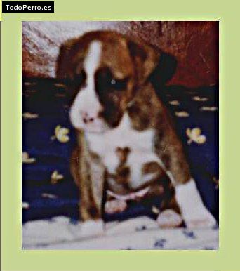 Foto del perro Wanda