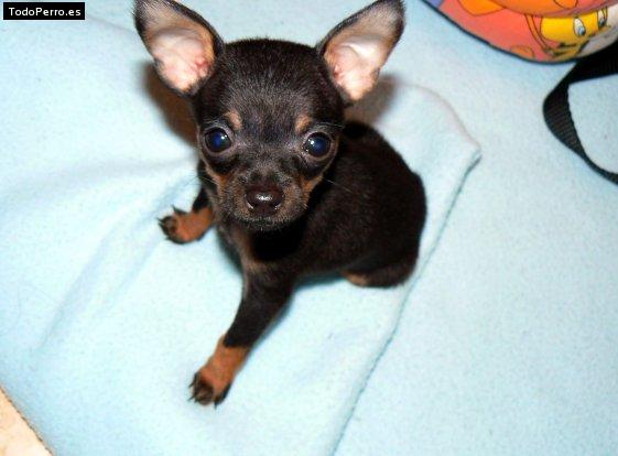 Foto del perro Nano