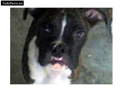 Foto del perro Milko