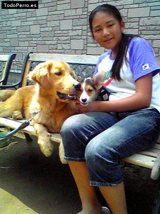 Foto del perro Sheri