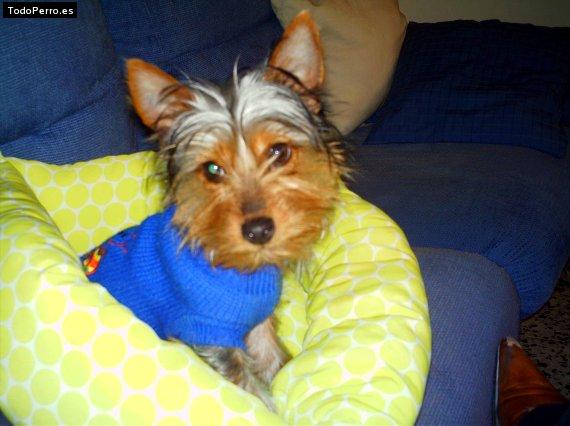 La foto del perro Kalo Foto del perro Kalo