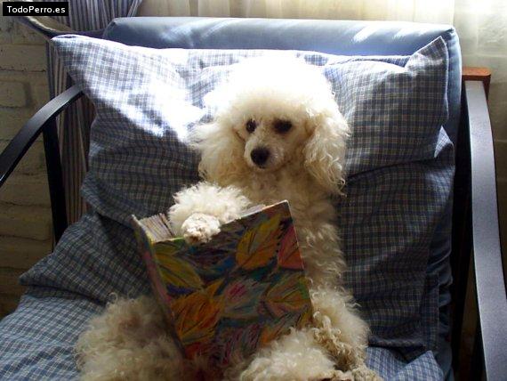 Foto del perro Cotty