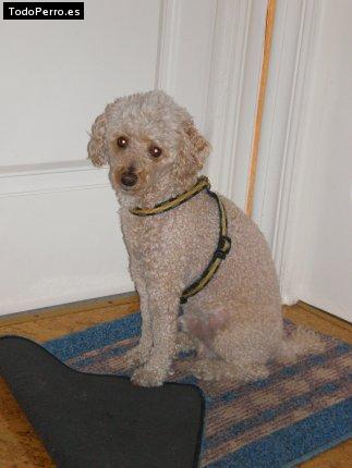 Foto del perro Copito