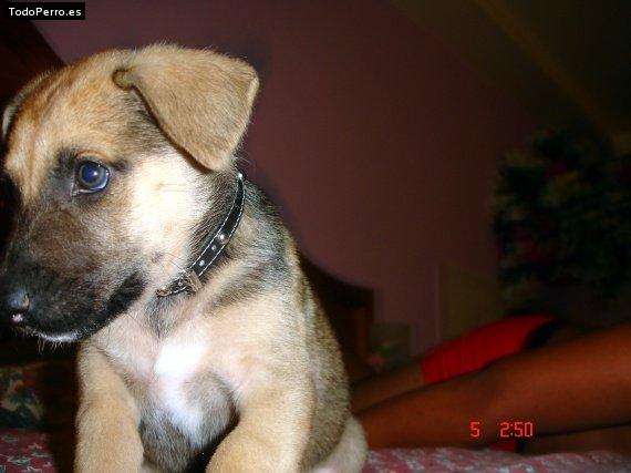 Foto del perro Chester