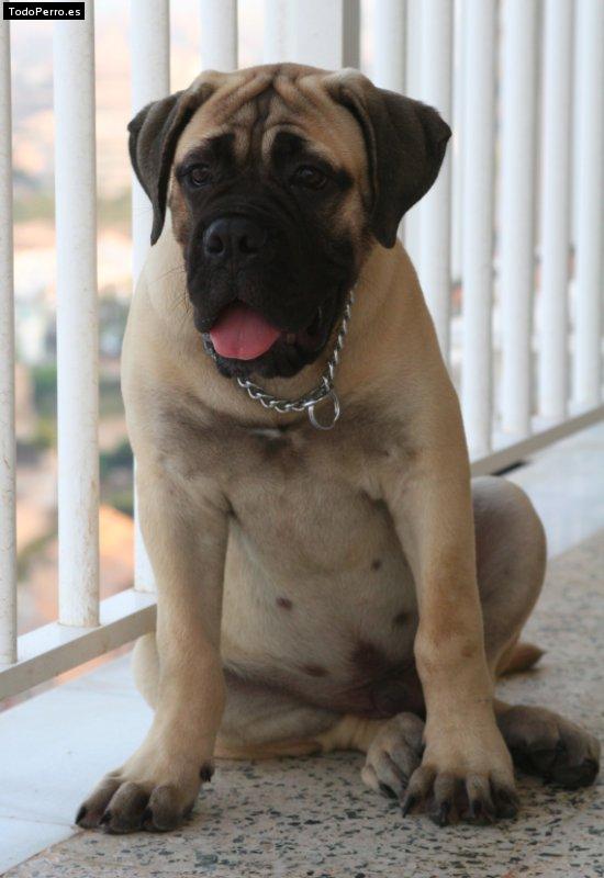 Foto del perro Bruto