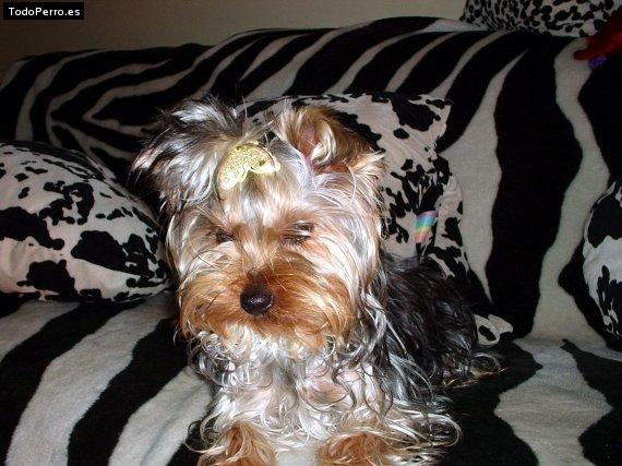 Foto del perro Sultan