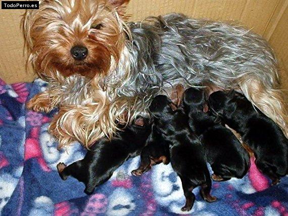 Foto del perro Jessy