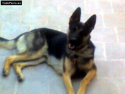 Foto del perro Skipeer