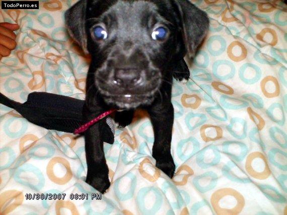 Foto del perro Thao