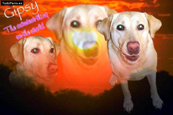 La foto del perro Gipsy Foto del perro Gipsy