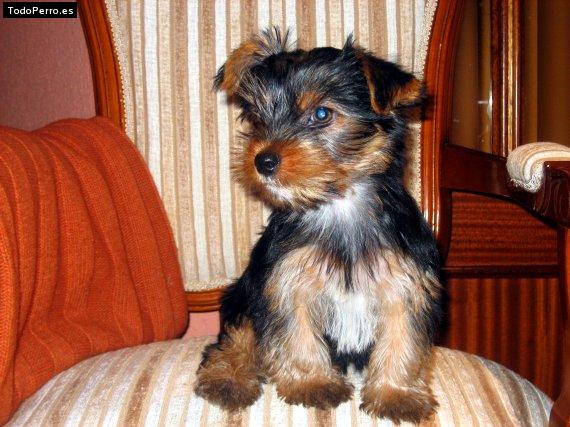 Foto del perro Coco