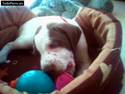 Foto del perro Saurum